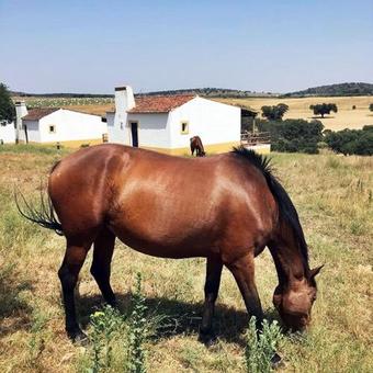 Agroturismo Quinta Dos Amarelos