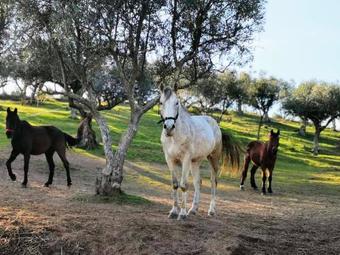 Agroturismo Quinta Ribeiro Tanquinhos